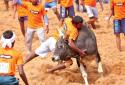 Coimbatore Jallikattu: A car gift to the best player